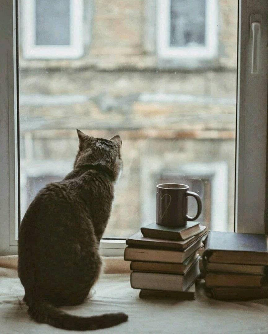 Котик на подоконнике