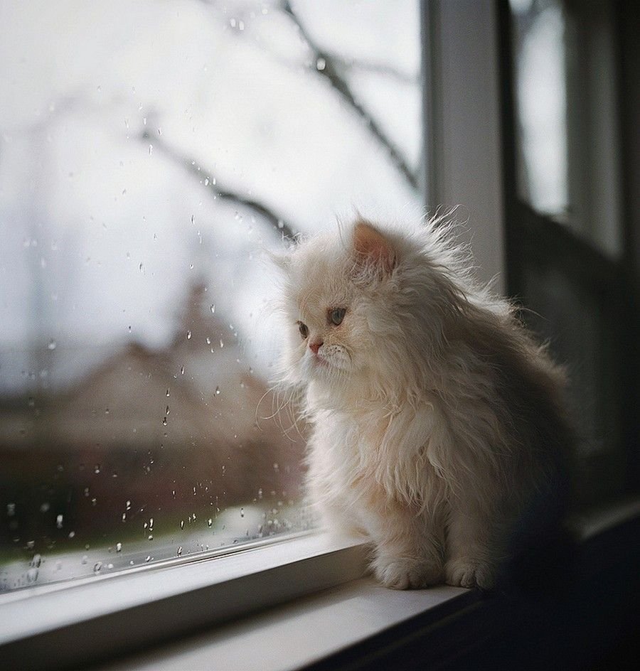 Котенок ждет