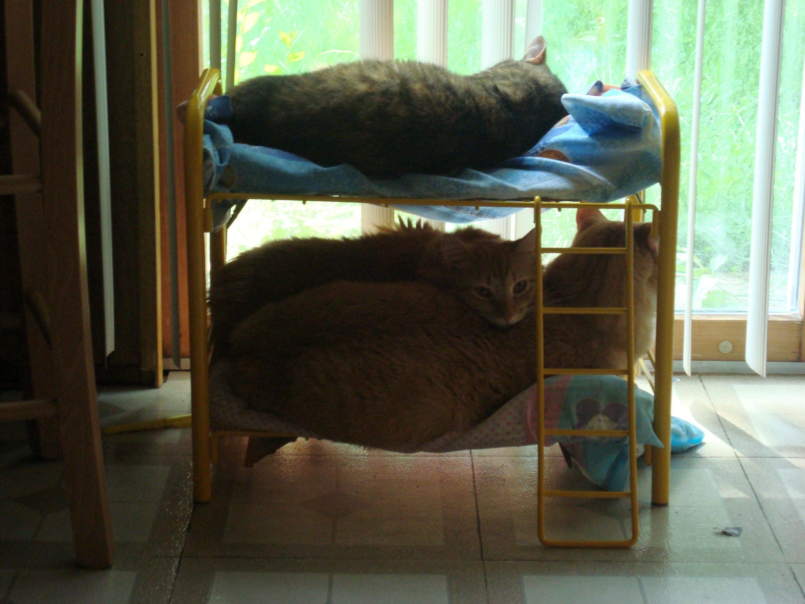 Общежитие весело. Кошачья кровать. Кот в кроватке. В кровати с кошками прикольные. Общежитие для кошек.