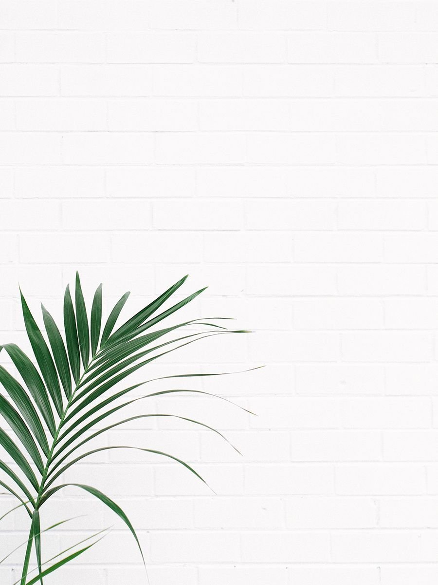 Taro Leaf