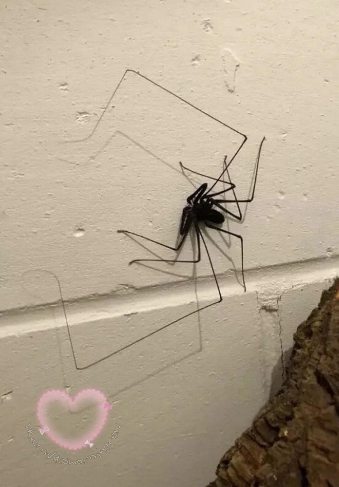 Домашний паук в квартире