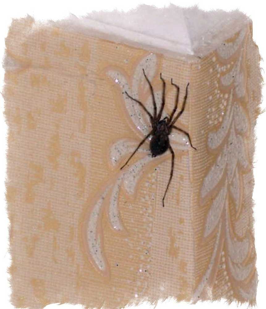 Маленький паук в углу комнаты
