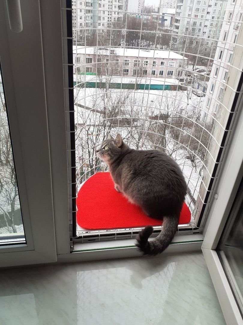 Лоджия для кошек