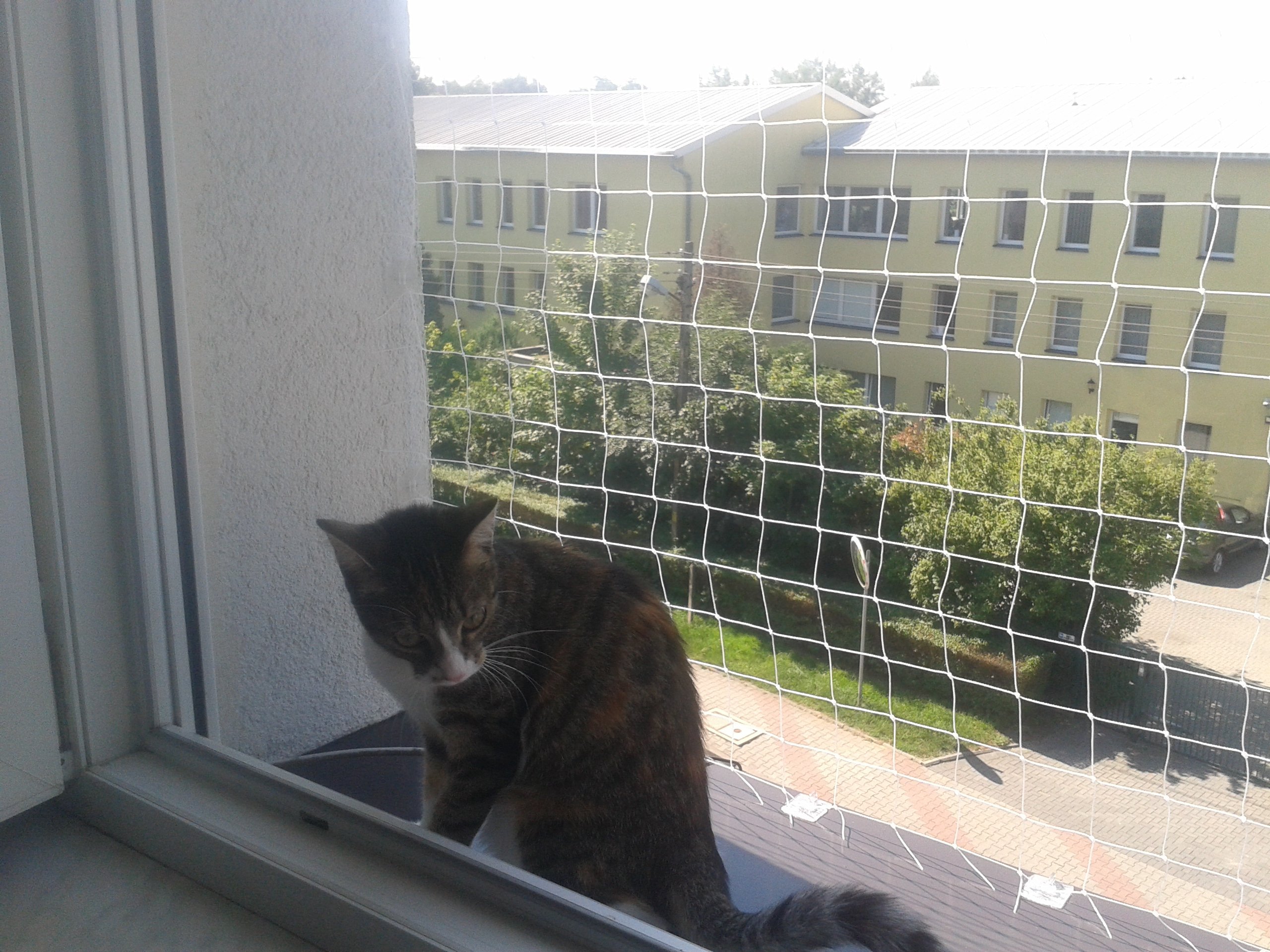 Балкон для кошек купить. Клетка антикошка. Вольер антикошка для балкона. Решетка антикошка. Сетка антикошка на балкон незастекленный.