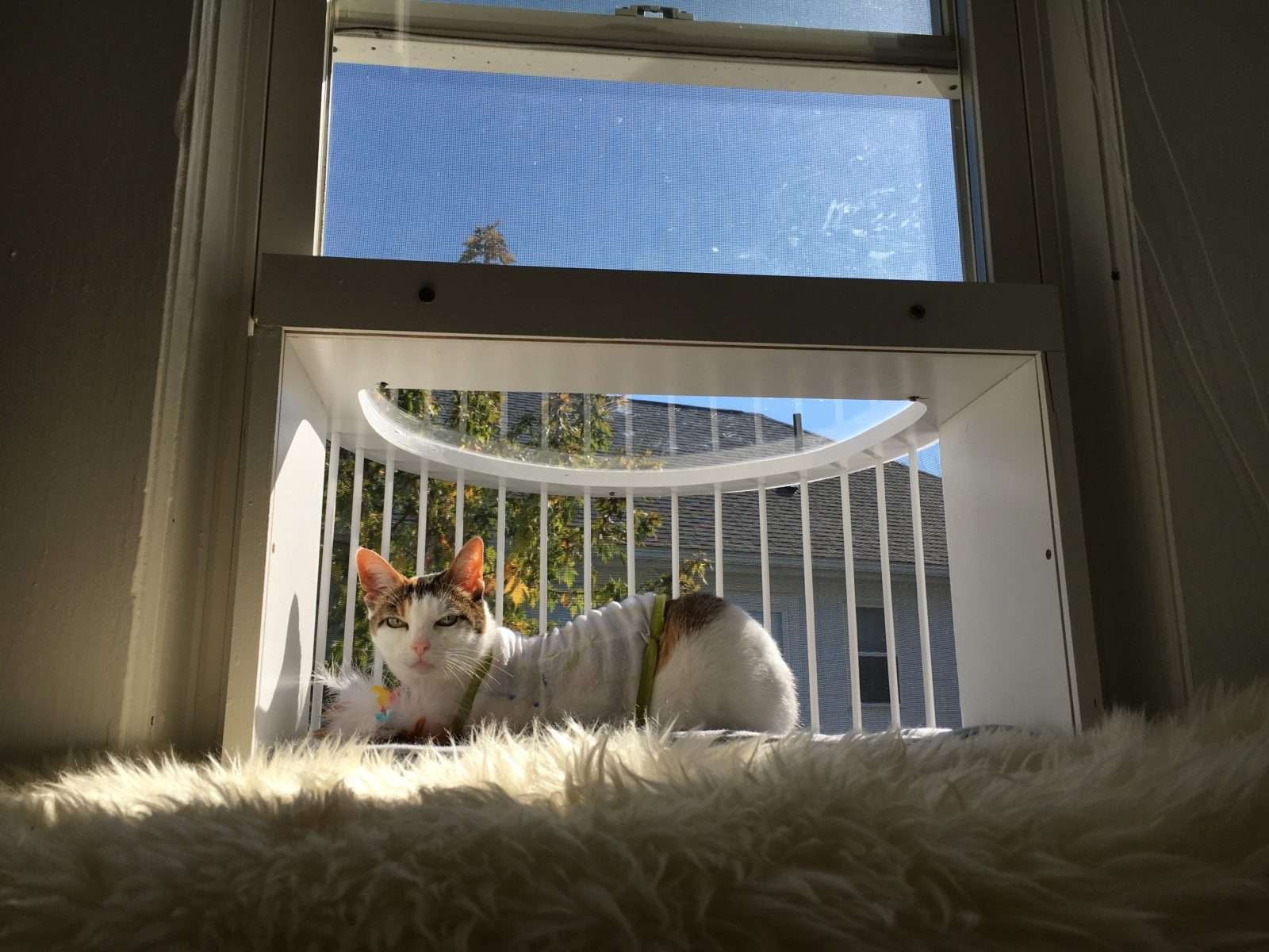 Кошачий балкон. Клетка для кота на балкон. Кошачий балкончик на окно. Балкон для кошек. Прогулочный балкон для кошек.