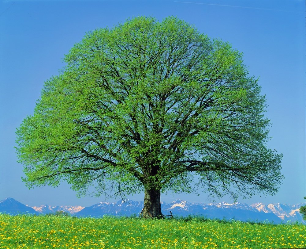 дерево фото