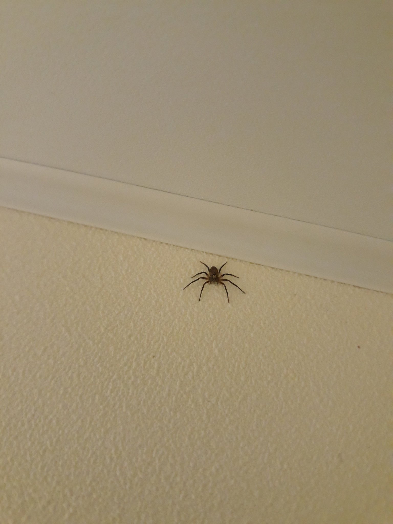 Маленькие домашние пауки. Домашние пауки. Паук на потолке. Пауки домашние маленькие. Маленькие пауки в доме.
