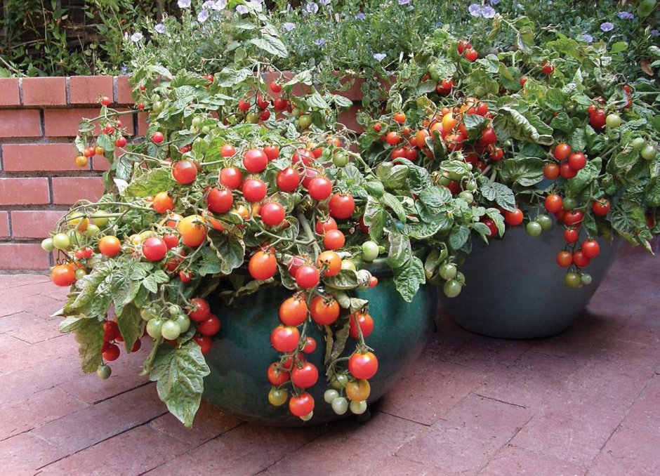 Балконные томаты черри