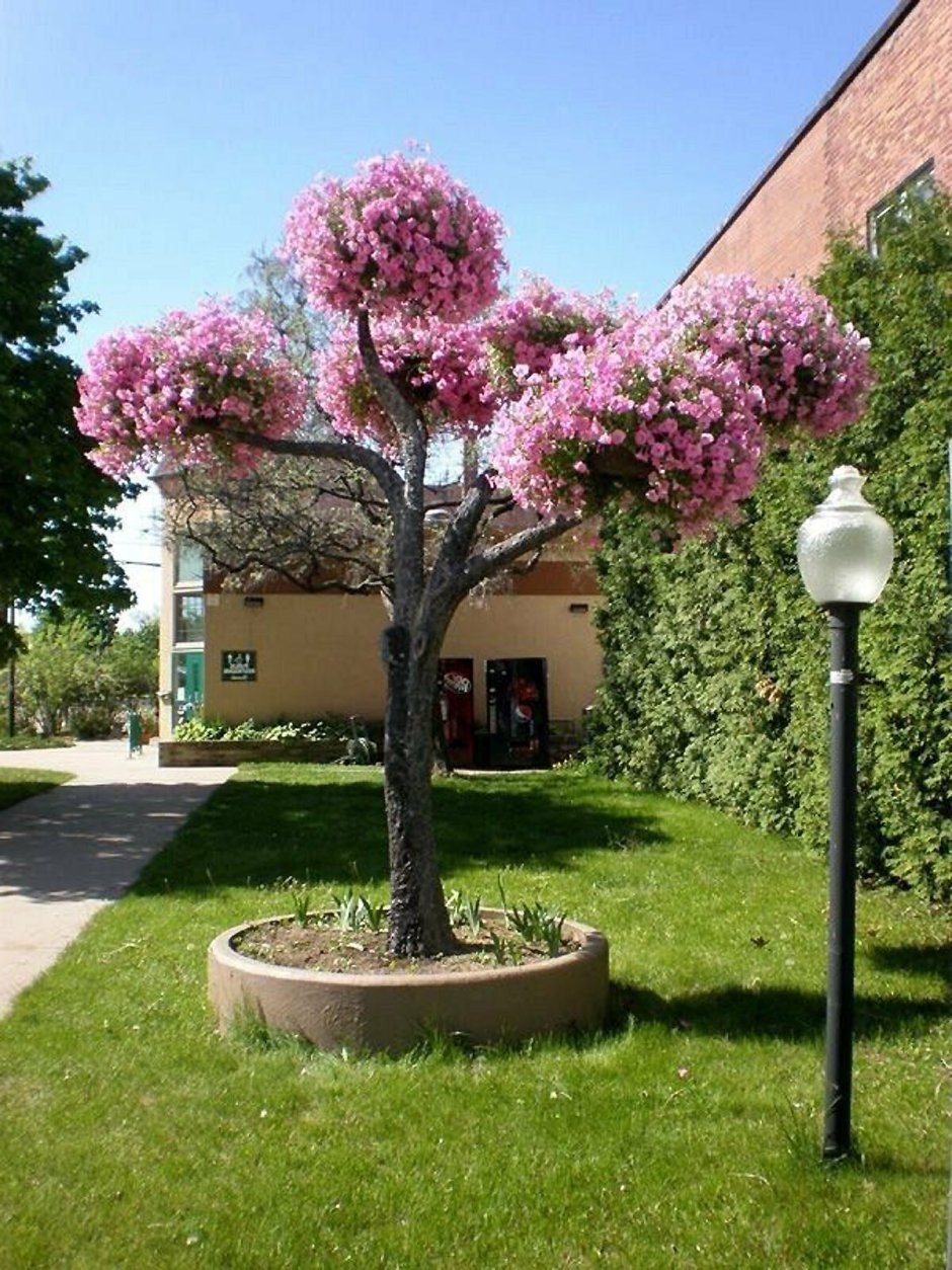 Петуниевое дерево