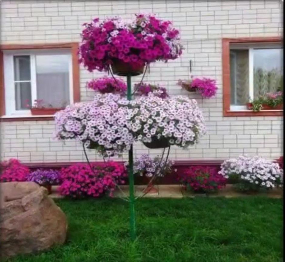 Петуния дерево Цветочное