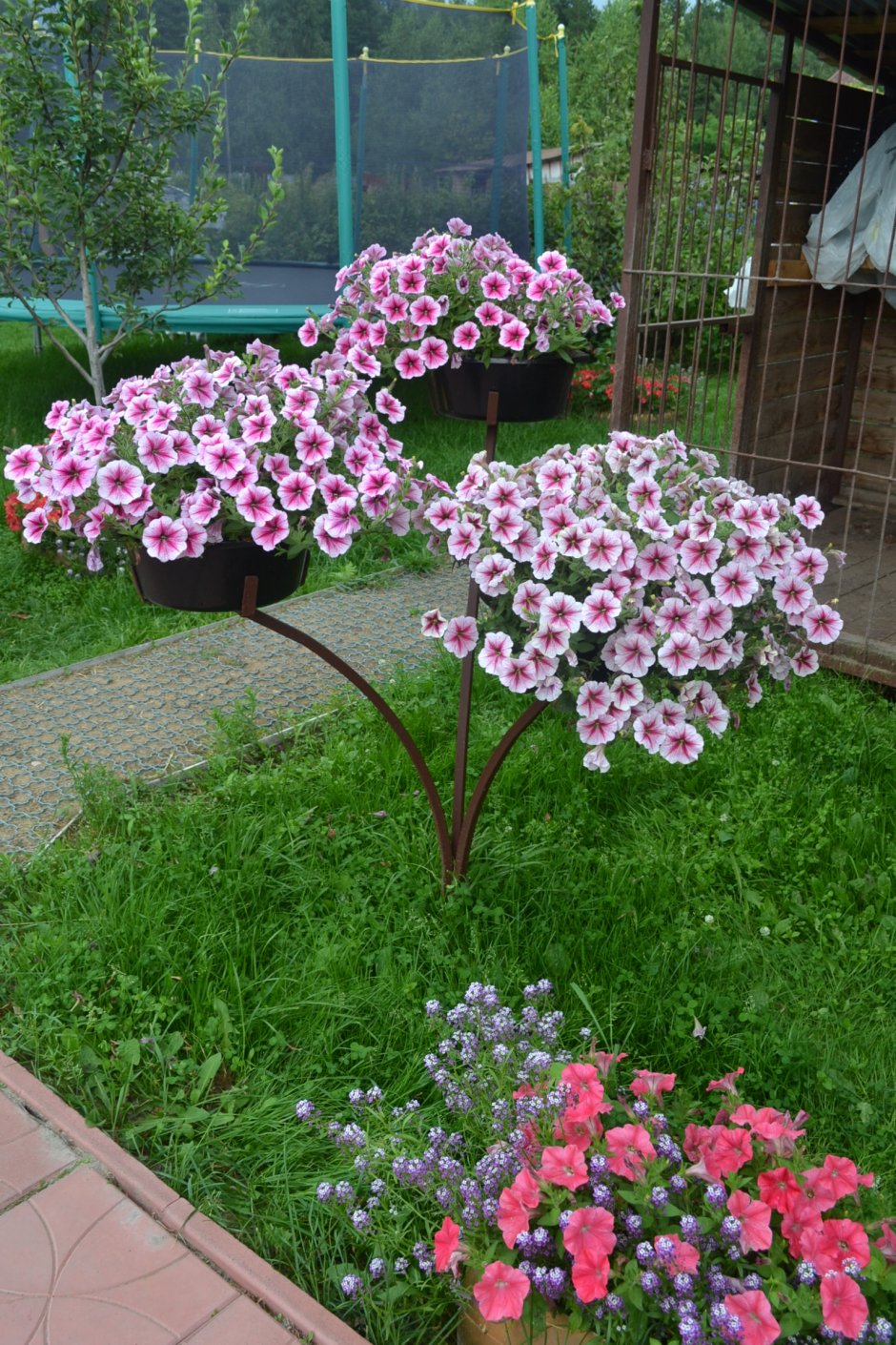 Петуния каскадная Королевская клумба