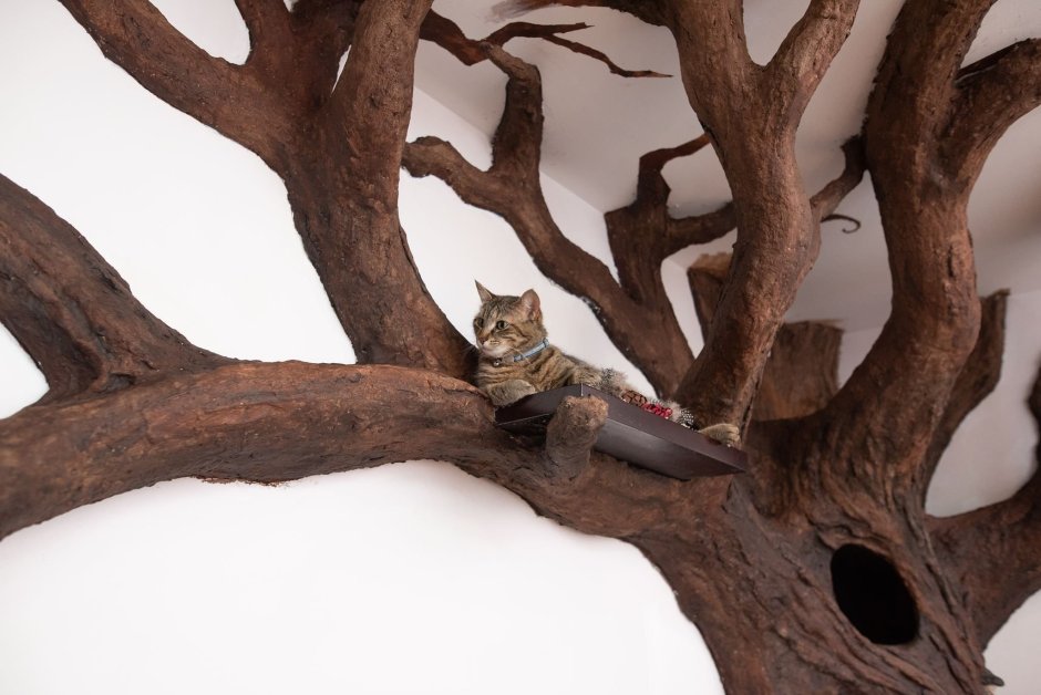 Кошачья лазалка дерево