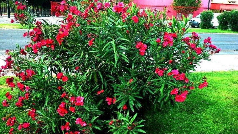 Nerium Oleander 3d модель