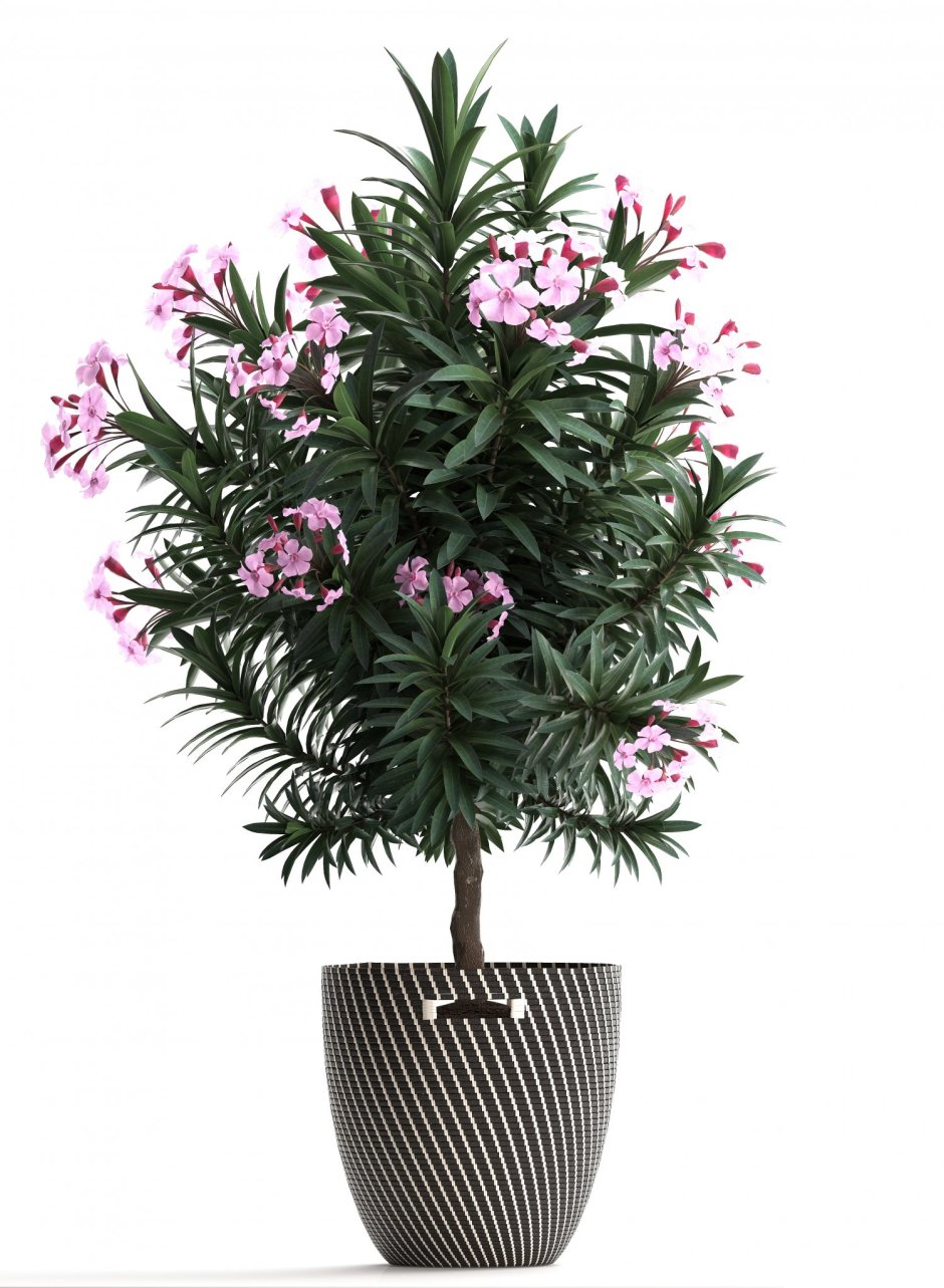 Олеандра Pink