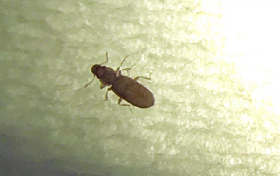 Lasioderma serricorne личинка