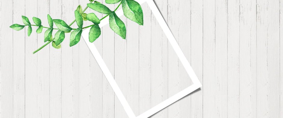 Обои зелень