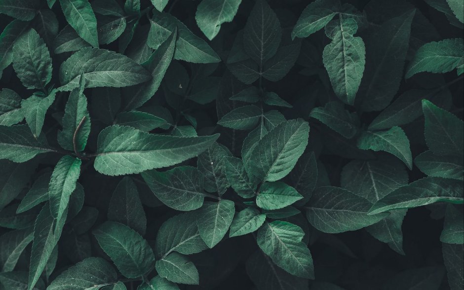 Греен листья фон