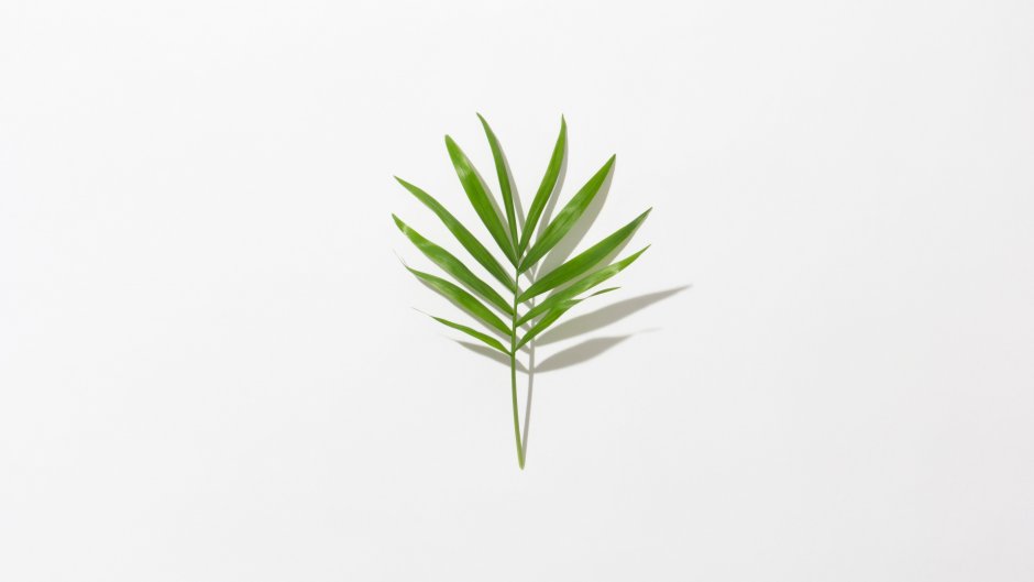 Тропические листья