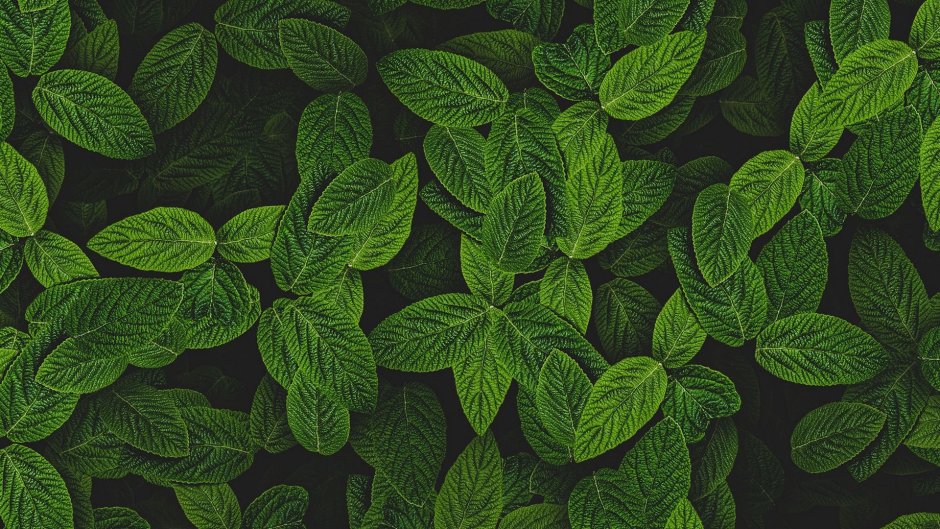 Тропические листья Musa basico