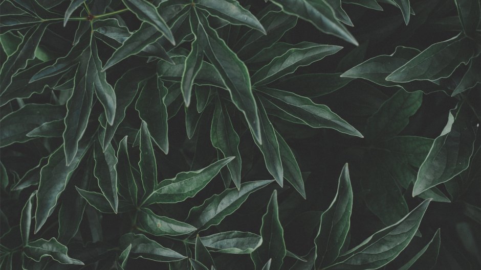 Тропические растения на стене