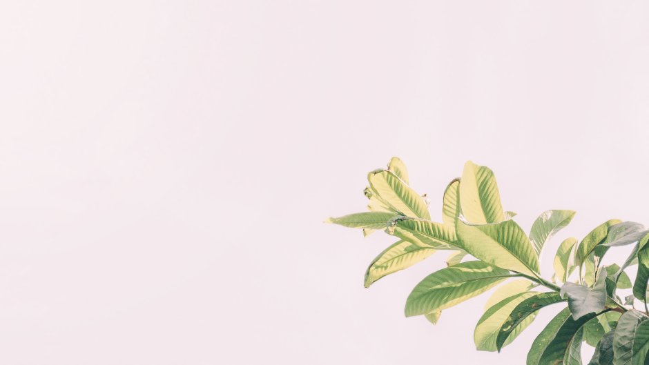 Обои Mr Perswall Flowers & Aquarelle