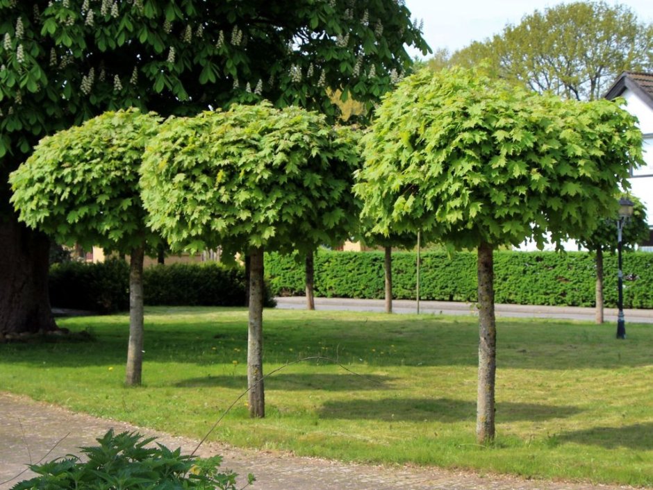 Клен остролистный globosum