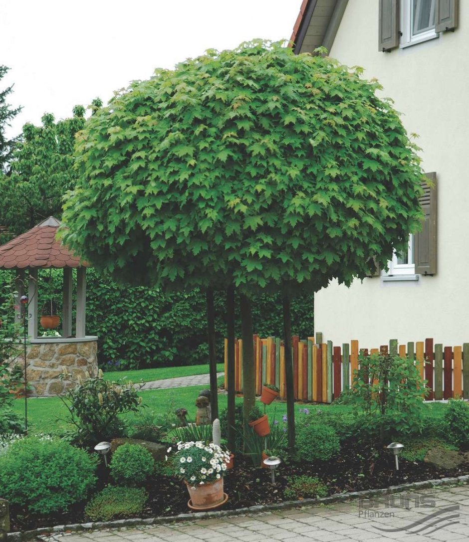 Клен платановидный Глобозум