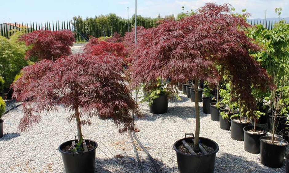 Acer palmatum 'Garnet'