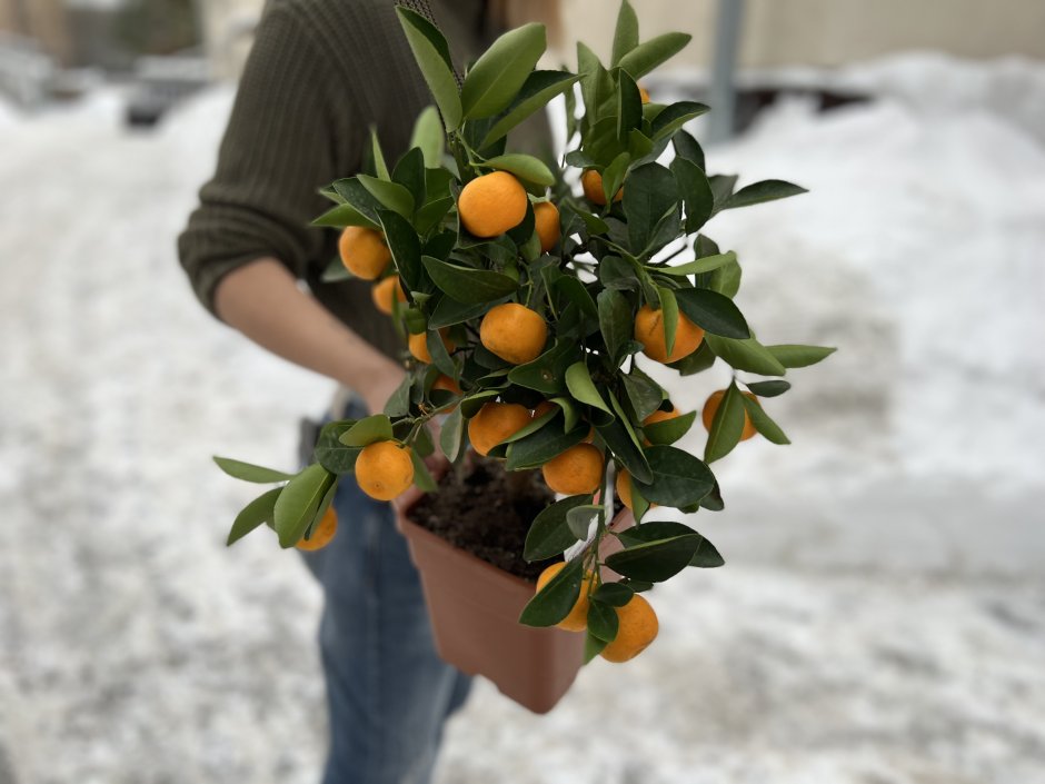 Orange Tree Manipulation