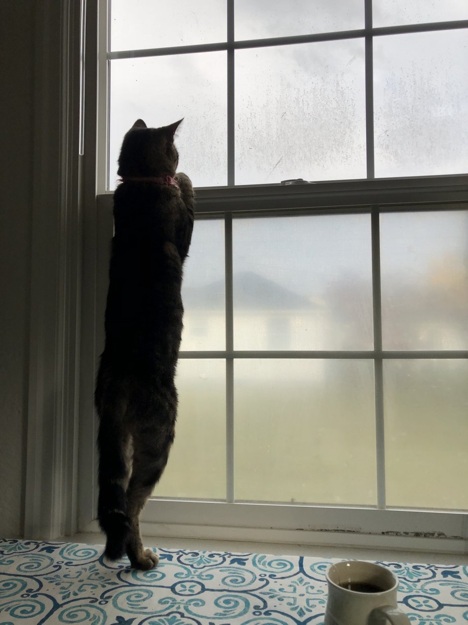 Кошка на подоконнике