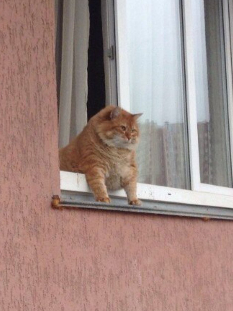 Толстый кот в окне