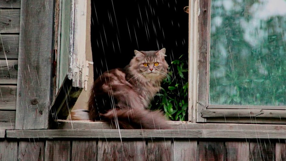 Кот в деревенском окне