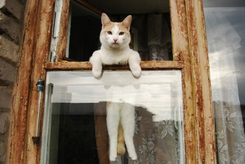 Кошка в форточке
