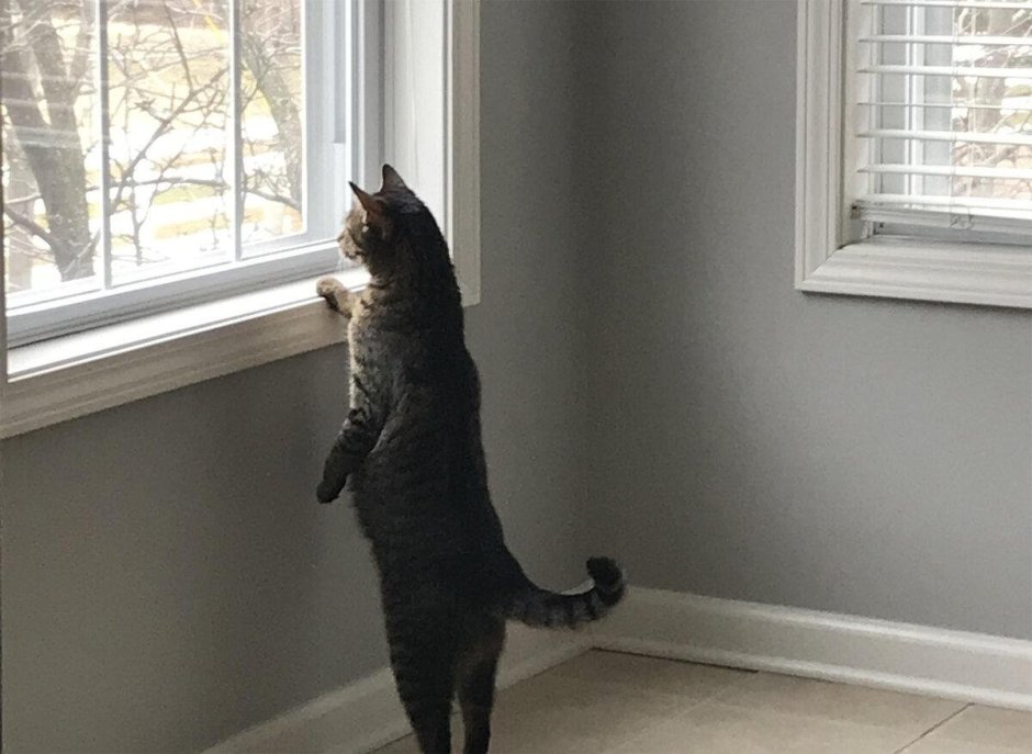Кот ждет у окна