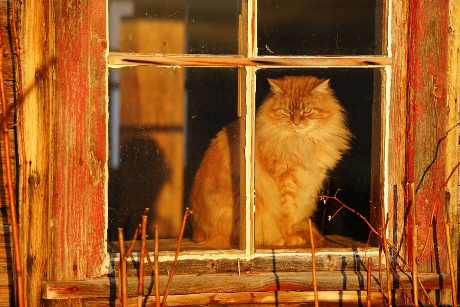 Котик ждет у окна
