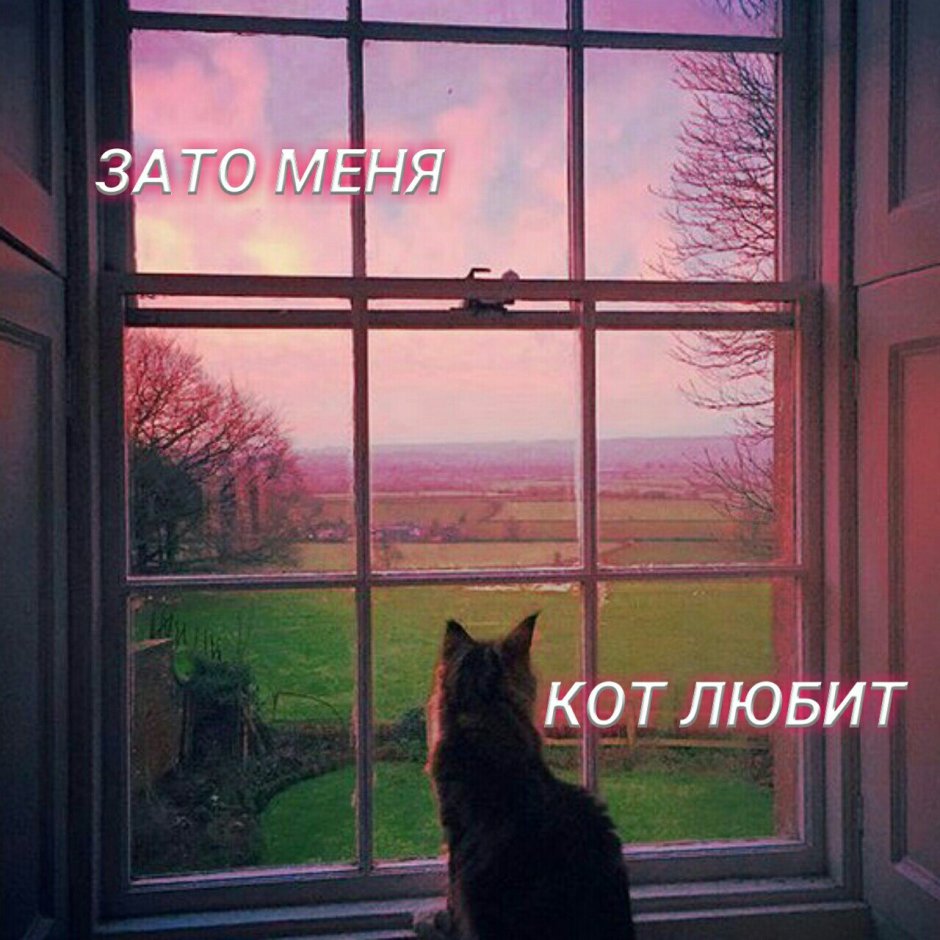 Кот в окошке на закате