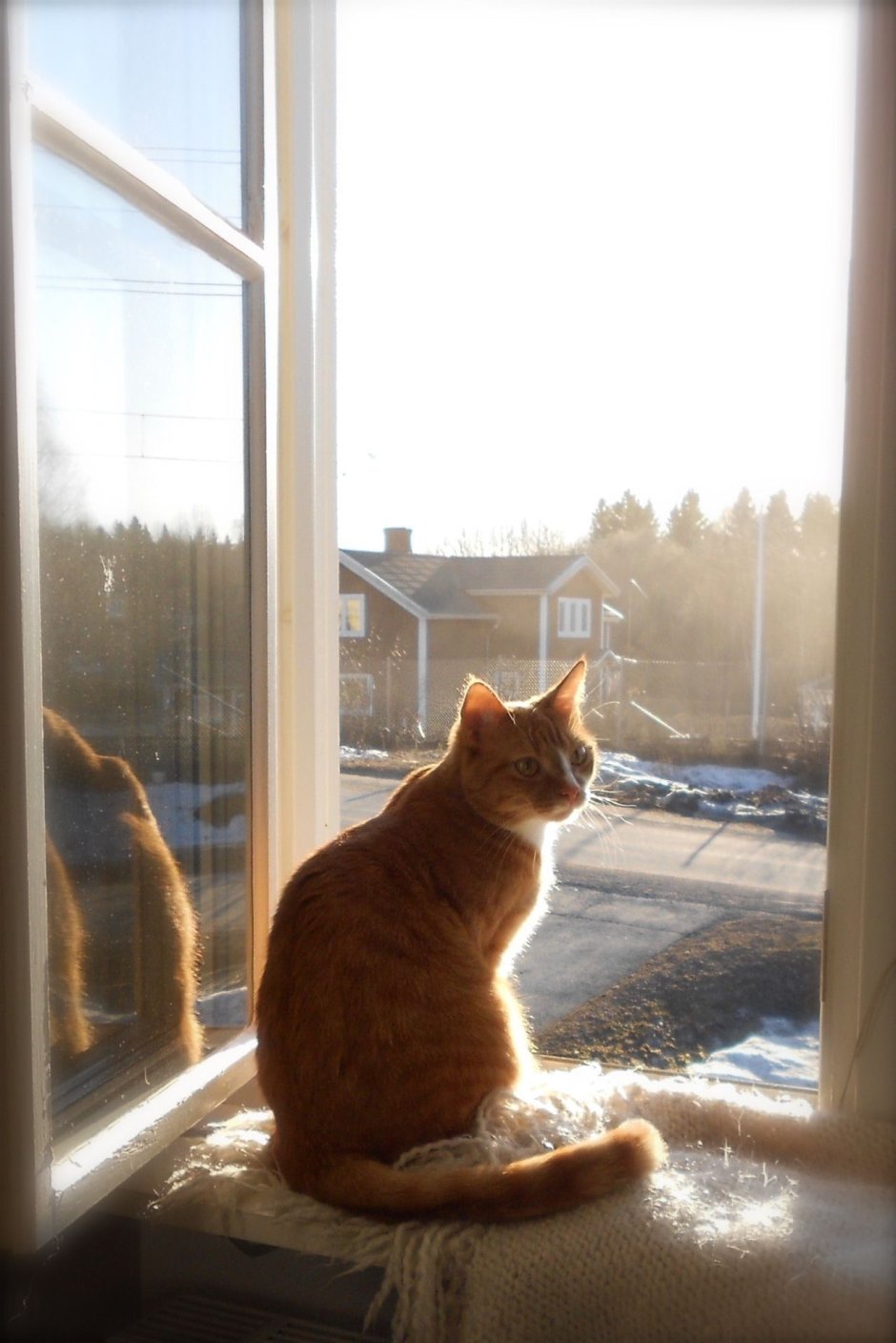 Котенок у окна