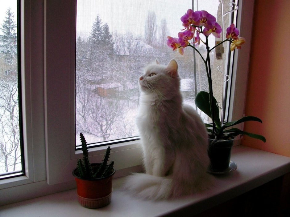 Кот на подоконнике Весна