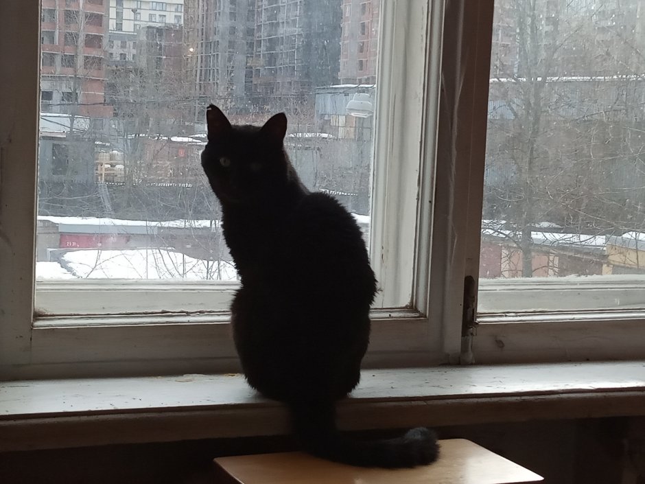 Котик ждет