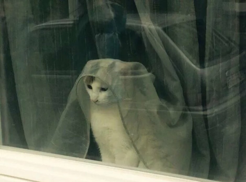 Котик ждет