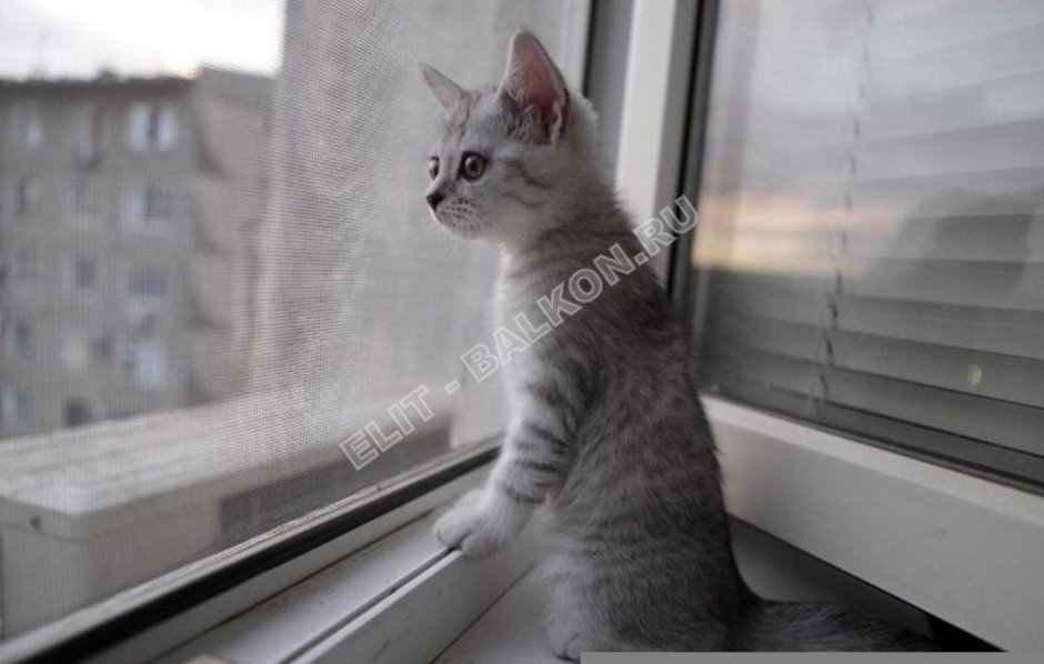 Коты на окне