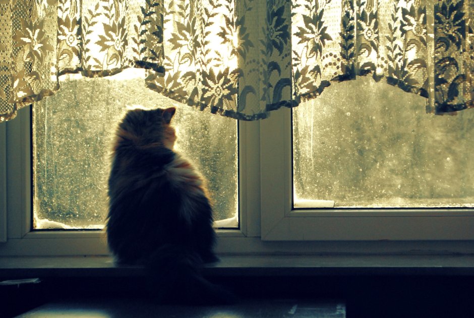 Кот сидит на окне