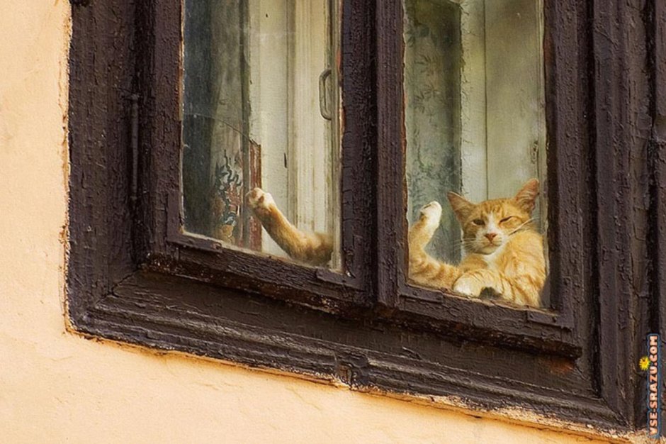 Котик заглядывает в окно