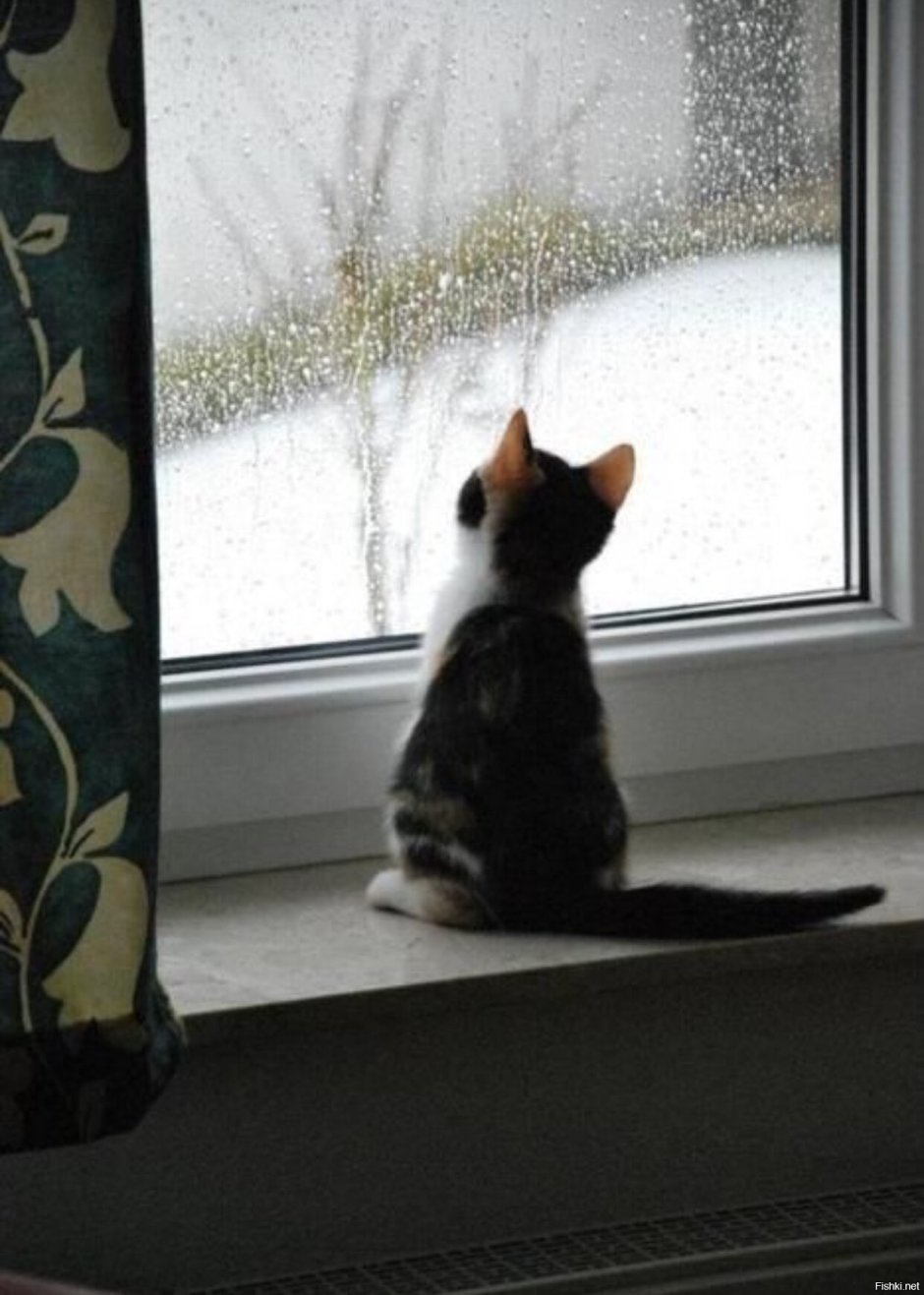 Котенок у окна