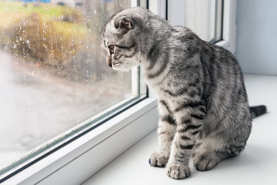 Кошка на окне