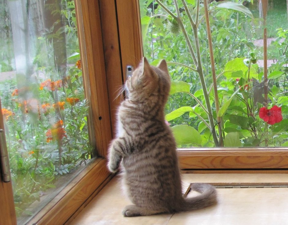 Кот ждет у окна