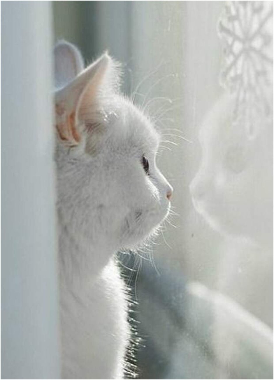 Кот на окне зимой