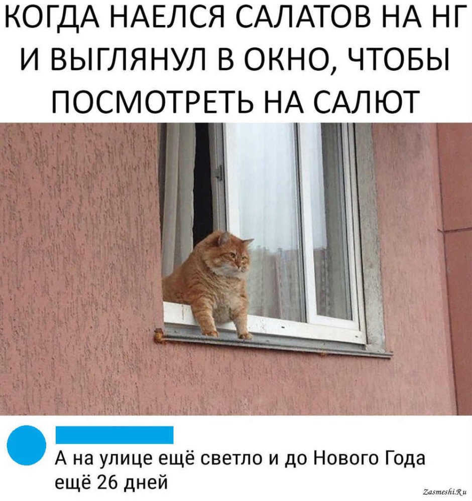 Толстый кот в окне