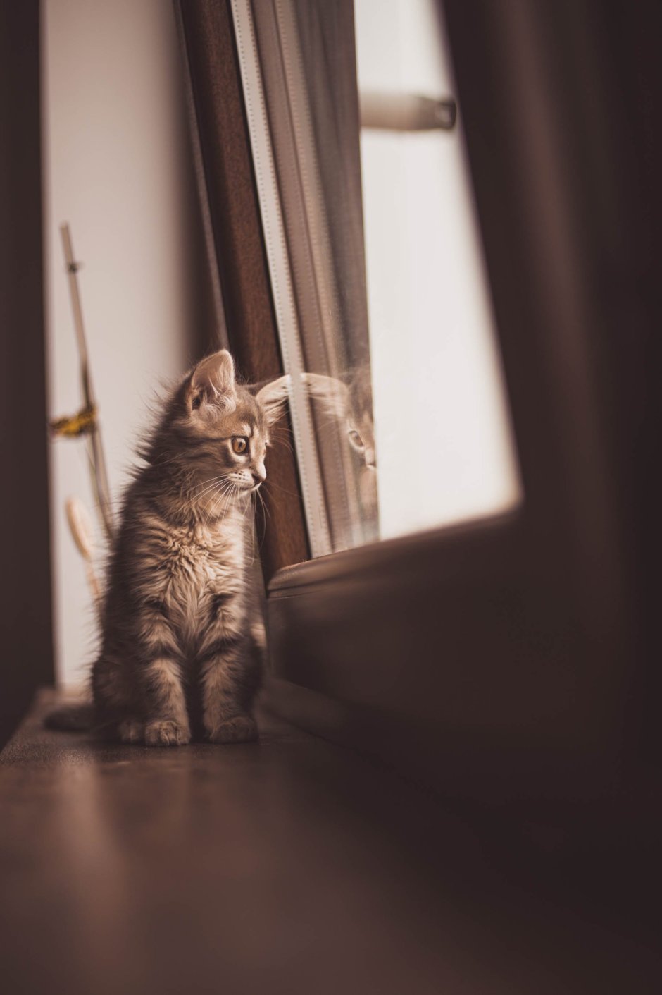 Кошка ждет у окна