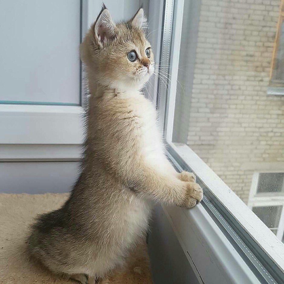 Ожидающий кот
